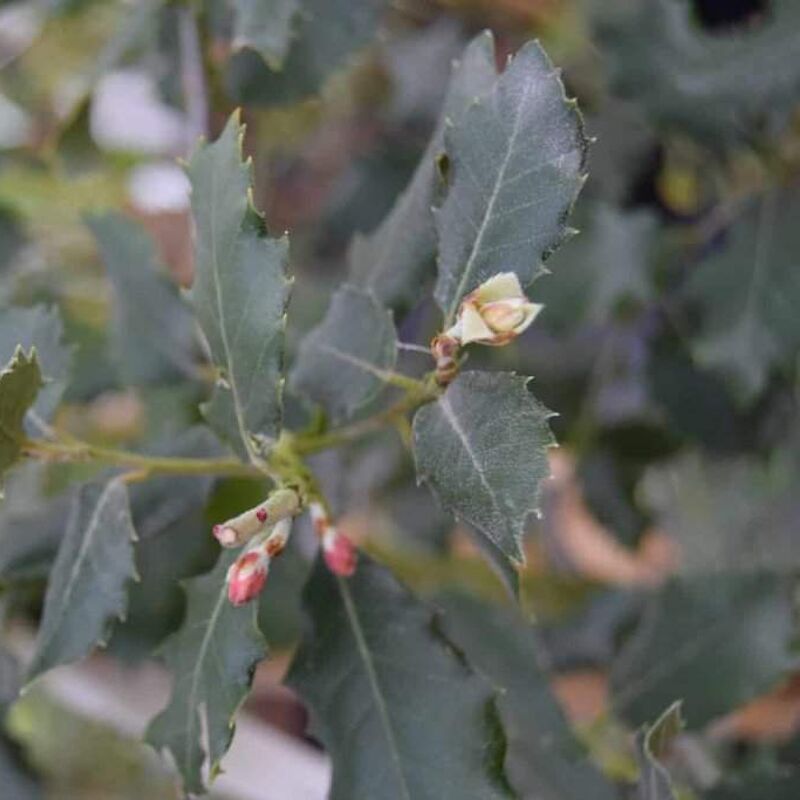 Quercus ilex 150-175 cm